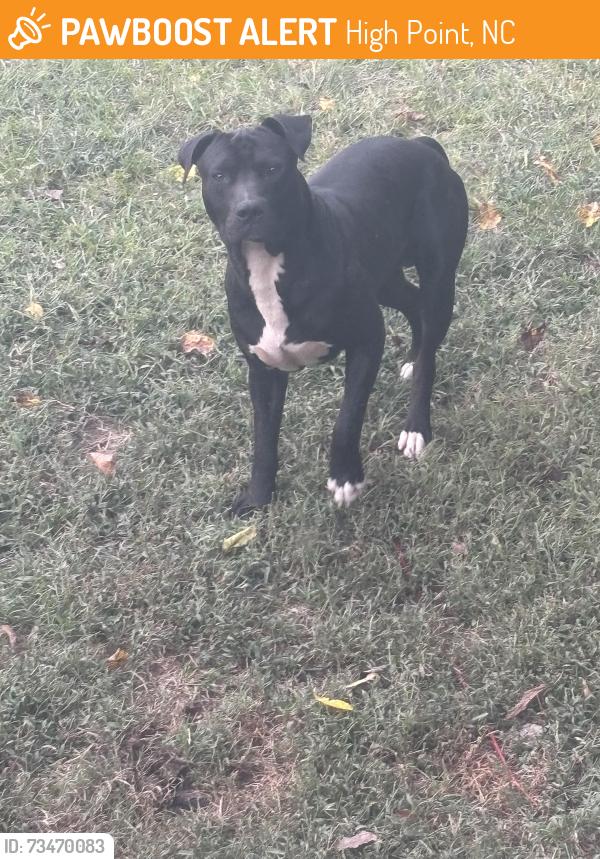 Found/Stray Male Dog last seen Woodbury and furlough ave, High Point, NC 27260
