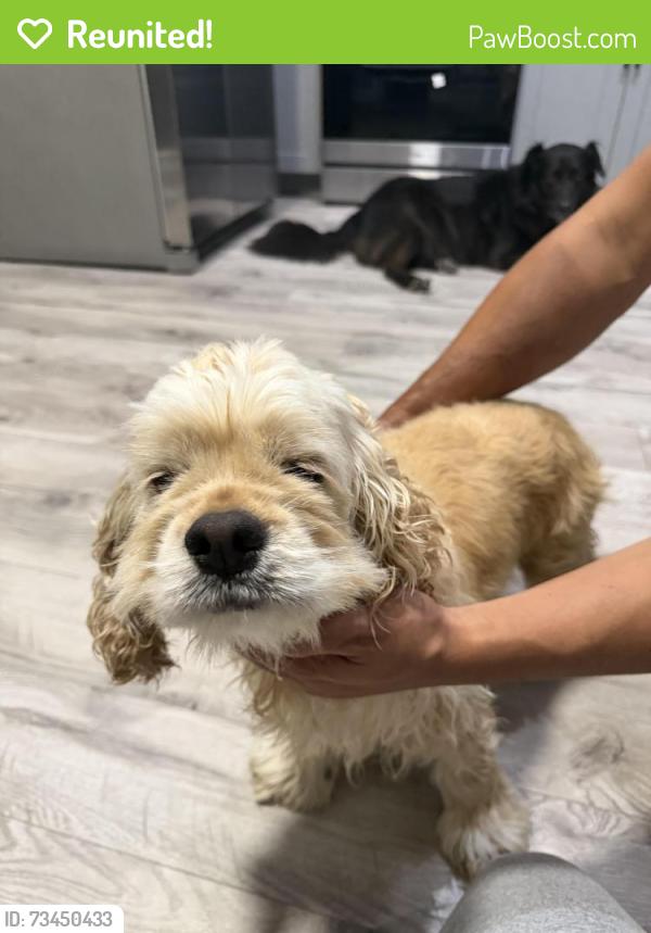 Reunited Female Dog last seen Davenport, Davenport, FL 33837