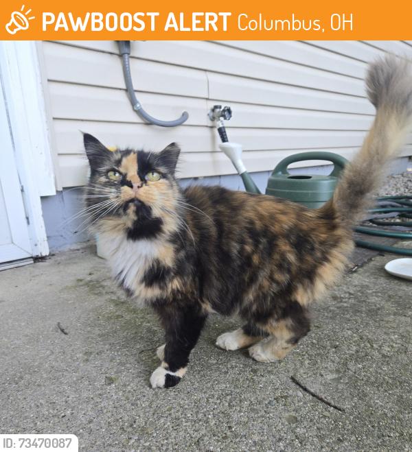 Found/Stray Female Cat last seen Weldon, Columbus, OH 43224
