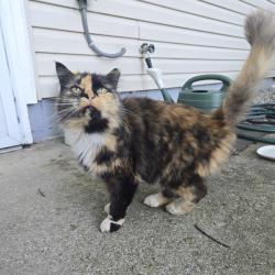 Found/Stray Female Cat last seen Weldon, Columbus, OH 43224