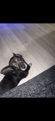 Reunited Male Dog last seen Rainbow & Oakley, Las Vegas, NV 89146