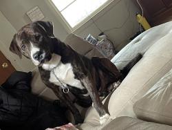Lost Male Dog last seen In between Hudson and Marietta, Gastonia, NC 28054