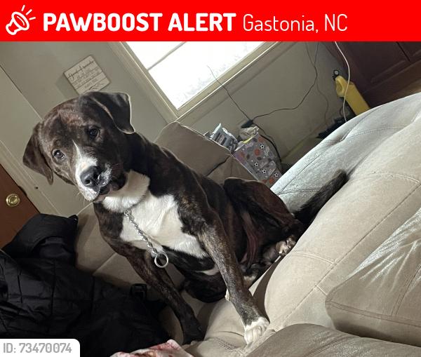 Lost Male Dog last seen In between Hudson and Marietta, Gastonia, NC 28054