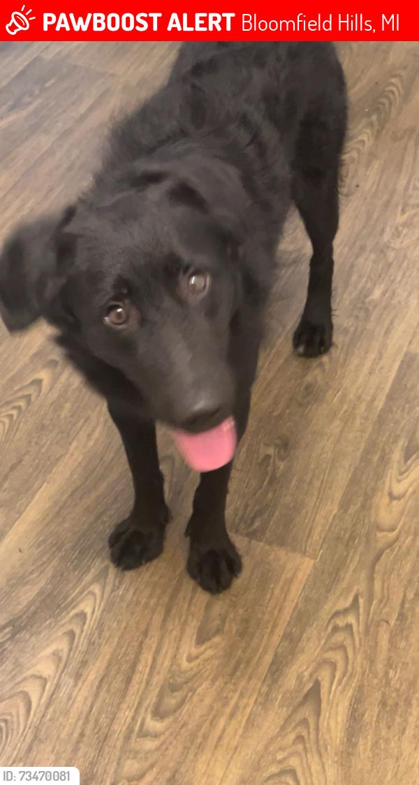 Lost Female Dog last seen Woodward Ave (Pontiac/bloomfield), Bloomfield Hills, MI 48303