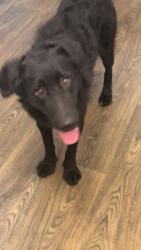 Lost Female Dog last seen Woodward Ave (Pontiac/bloomfield), Bloomfield Hills, MI 48303