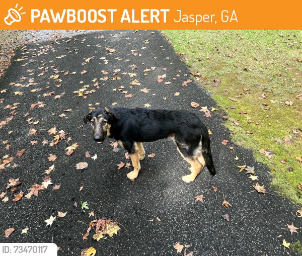 Found/Stray Unknown Dog last seen South of DT Jasper, Jasper, GA 30143