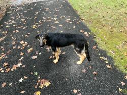 Found/Stray Unknown Dog last seen South of DT Jasper, Jasper, GA 30143