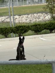 Found/Stray Unknown Dog last seen Near some warehouses off the feeder, Pearland, TX 77581