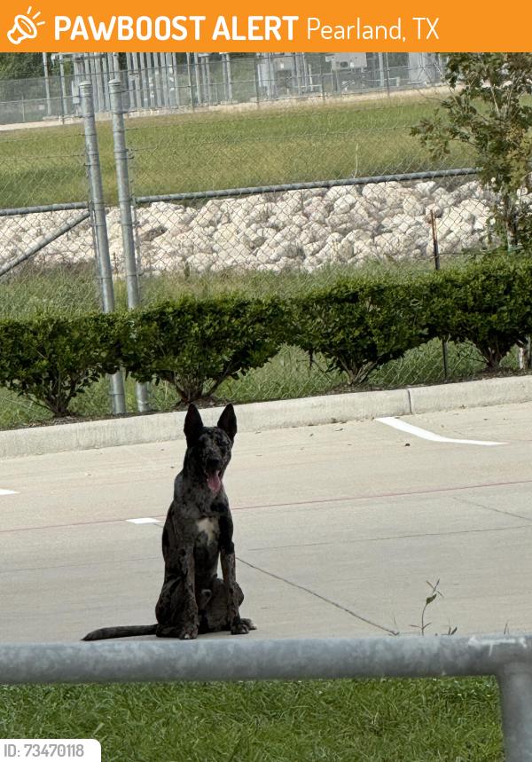 Found/Stray Unknown Dog last seen Near some warehouses off the feeder, Pearland, TX 77581
