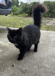 Found/Stray Unknown Cat last seen Whitehurst/Navajo/Willowick, Wilmington, NC 28409