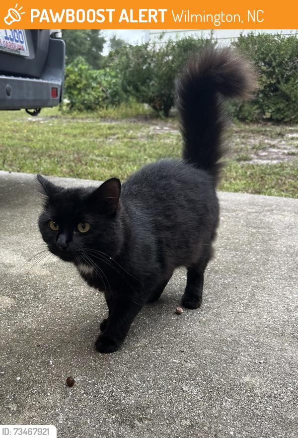 Found/Stray Unknown Cat last seen Whitehurst/Navajo/Willowick, Wilmington, NC 28409