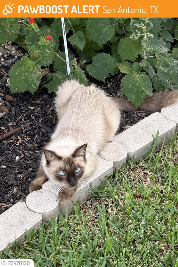 Found/Stray Female Cat last seen Rose Spoonbill, San Antonio, TX 78253