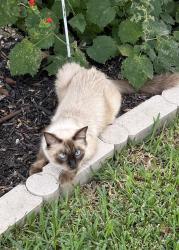 Found/Stray Female Cat last seen Rose Spoonbill, San Antonio, TX 78253