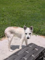 Lost Female Dog last seen Lombard Rd, Ellenwood, GA 30294
