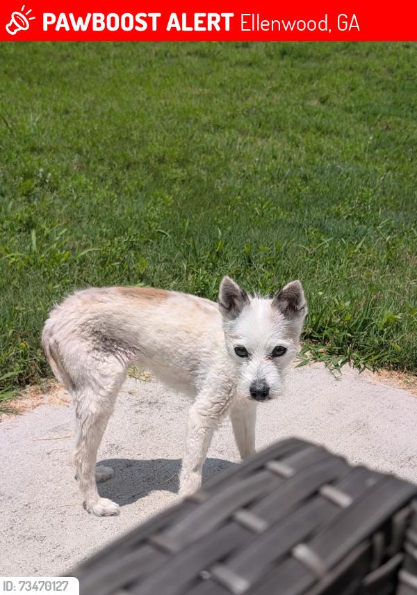 Lost Female Dog last seen Lombard Rd, Ellenwood, GA 30294