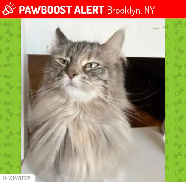 Lost Female Cat last seen Near Jefferson st, Brooklyn, NY 11206