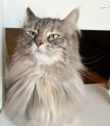 Lost Female Cat last seen Near Jefferson st, Brooklyn, NY 11206