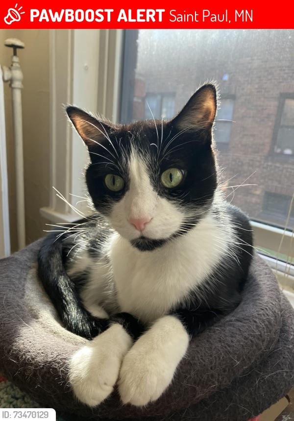 Lost Male Cat last seen Near Ashland ave, Saint Paul, MN 55104