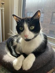Lost Male Cat last seen Near Ashland ave, Saint Paul, MN 55104
