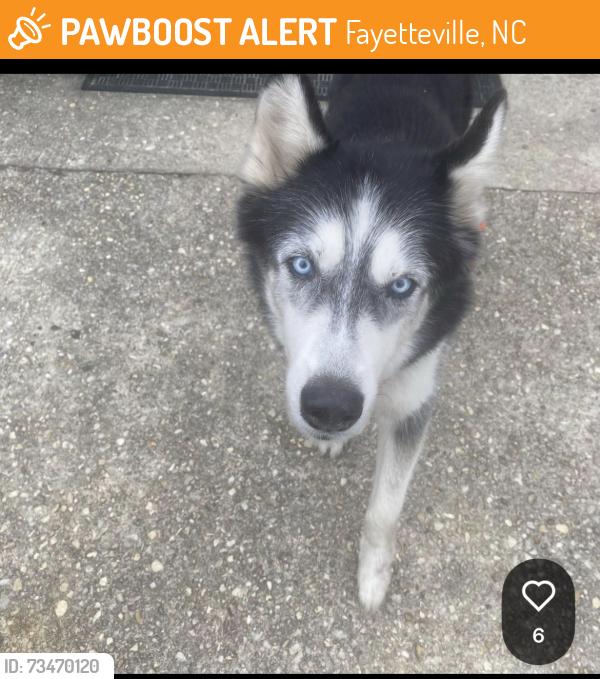 Found/Stray Male Dog last seen Yadkin rd, Fayetteville, NC 28303