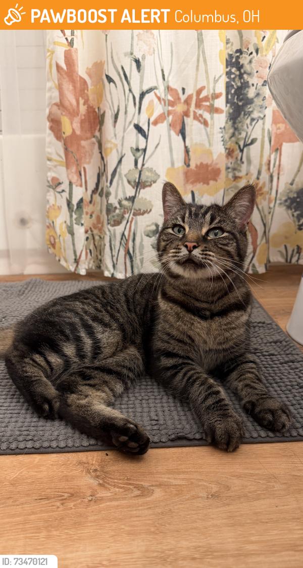 Found/Stray Female Cat last seen Roaming between the cndmnium buildjngs, Columbus, OH 43207