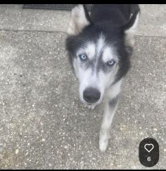 Found/Stray Male Dog last seen Yadkin rd, Fayetteville, NC 28303