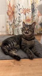 Found/Stray Female Cat last seen Roaming between the cndmnium buildjngs, Columbus, OH 43207