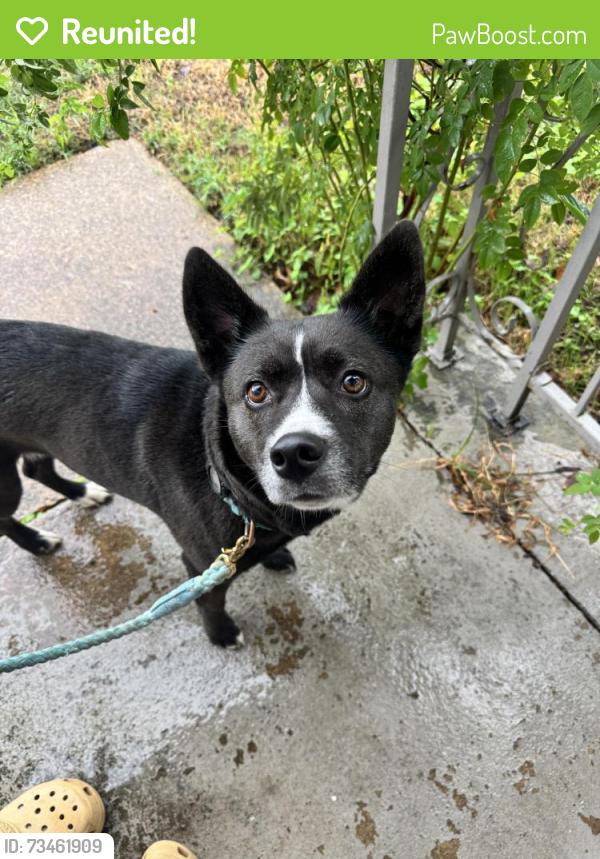 Reunited Unknown Dog last seen Will Scarlet, Arlington, TX 76013