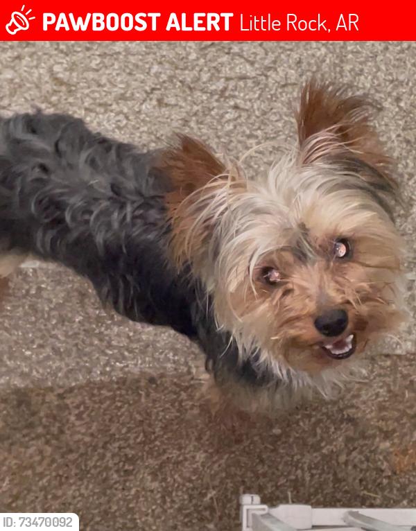 Lost Male Dog last seen 40th Street 72204, Little Rock, AR 72204