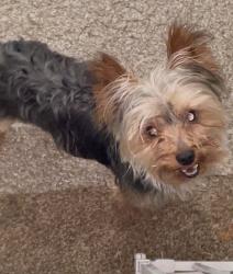 Lost Male Dog last seen 40th Street 72204, Little Rock, AR 72204