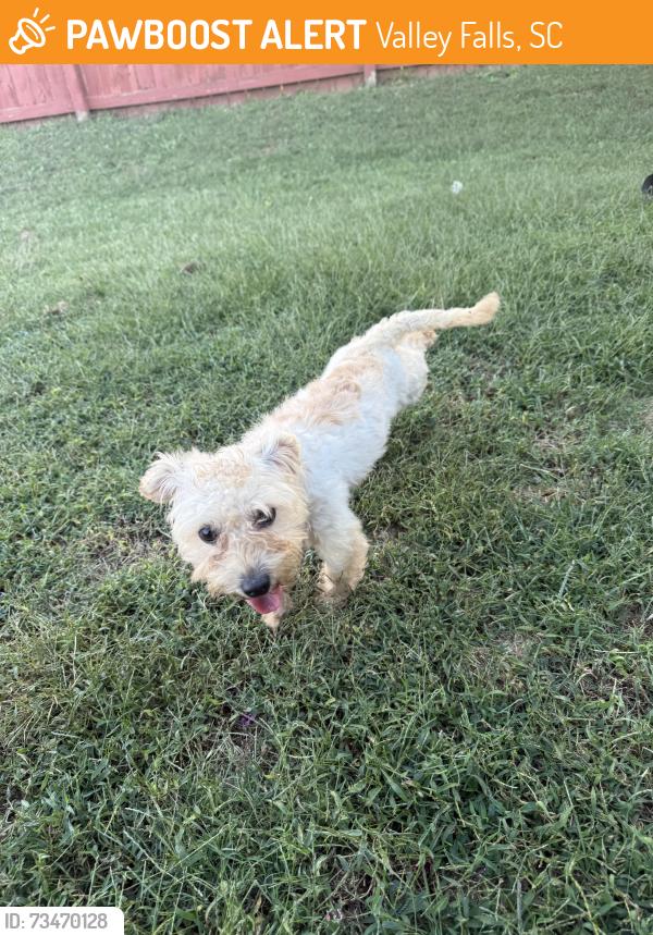 Found/Stray Unknown Dog last seen Branch view dr, Valley Falls, SC 29316