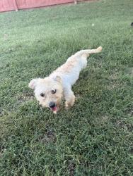 Found/Stray Unknown Dog last seen Branch view dr, Valley Falls, SC 29316