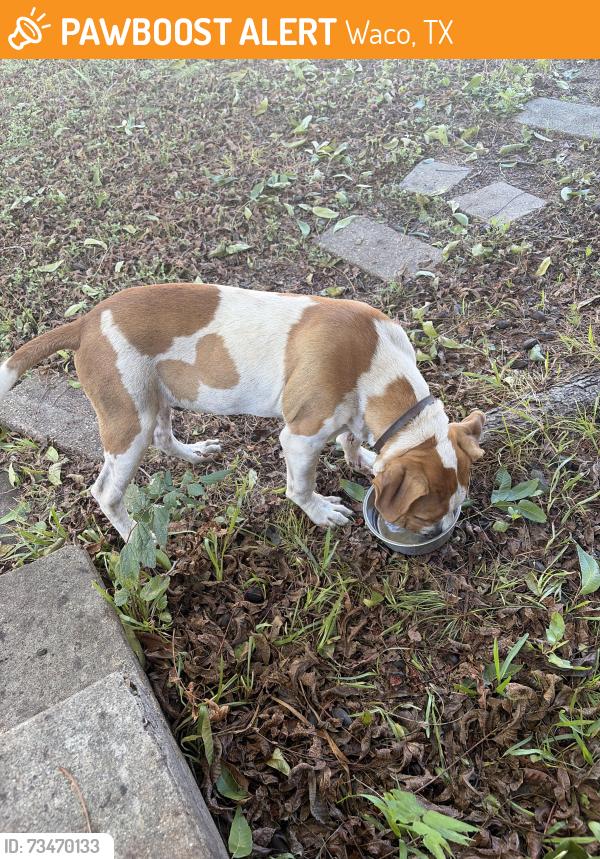Found/Stray Male Dog last seen 30th and fort ave or Waco drive, Waco, TX 76707