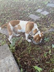Found/Stray Male Dog last seen 30th and fort ave or Waco drive, Waco, TX 76707