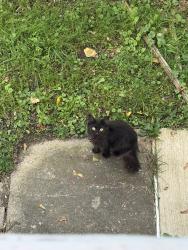 Found/Stray Unknown Cat last seen Near highland st, Syracuse, NY 13203