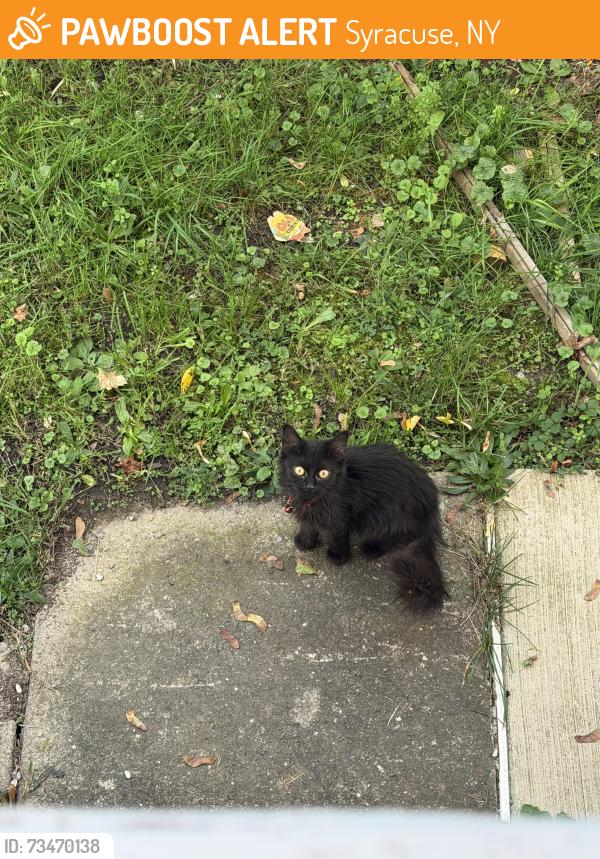 Found/Stray Unknown Cat last seen Near highland st, Syracuse, NY 13203
