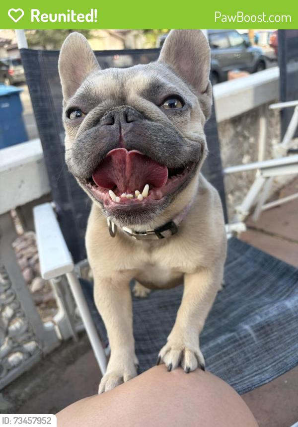 Reunited Female Dog last seen Warm springs and eastern, Las Vegas, NV 89119
