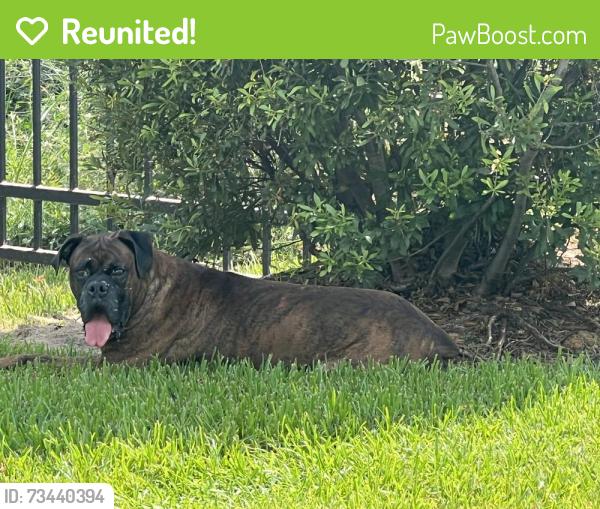 Reunited Unknown Dog last seen Virtuo Spring apmts, Spring, TX 77388