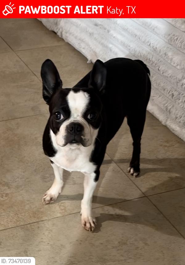 Lost Female Dog last seen Mason and Cimarron, Katy, TX 77450