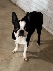 Lost Female Dog last seen Mason and Cimarron, Katy, TX 77450