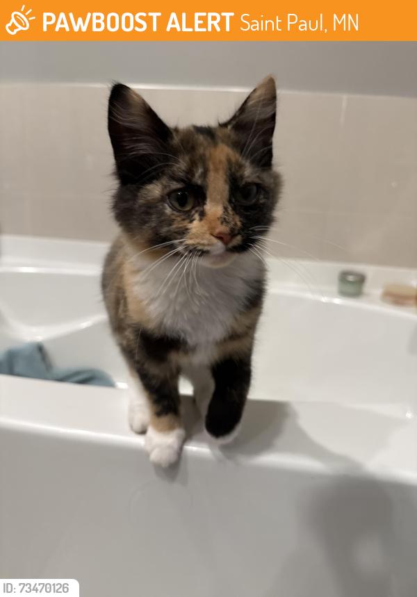 Found/Stray Female Cat last seen United hosp, Saint Paul, MN 55102