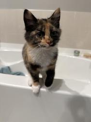 Found/Stray Female Cat last seen United hosp, Saint Paul, MN 55102