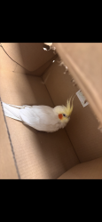 Lost Male Bird last seen Near Wawa on fruitville around my neighborhood, Sarasota, FL 34237