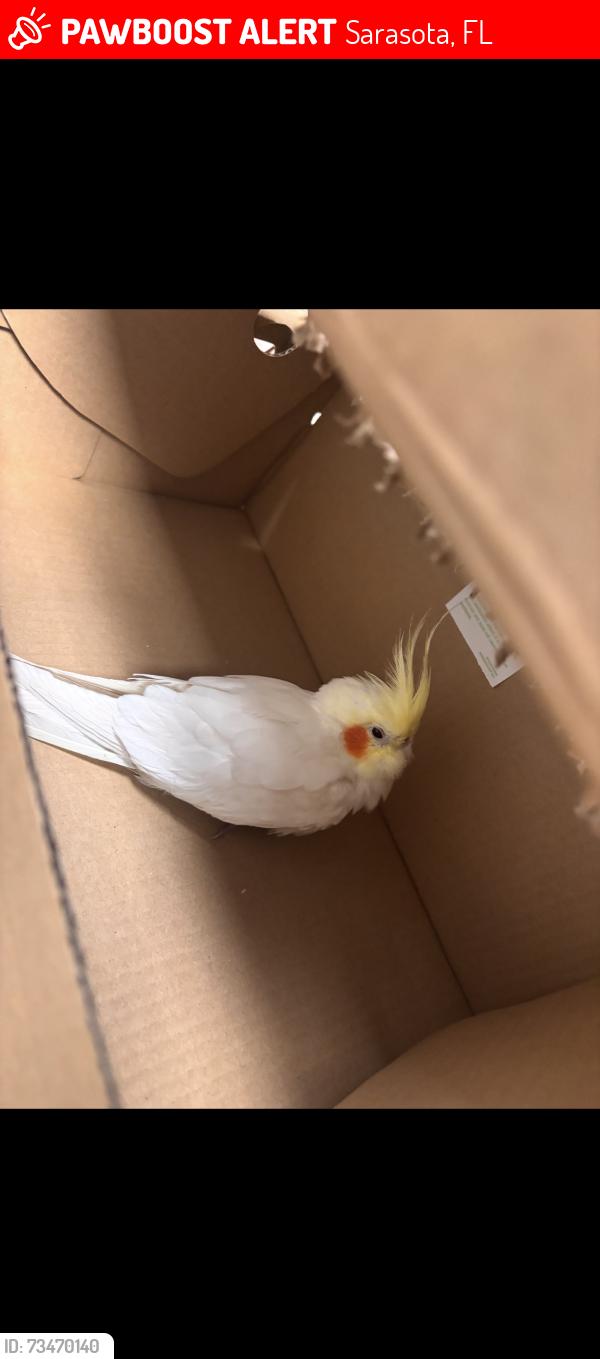 Lost Male Bird last seen Near Wawa on fruitville around my neighborhood, Sarasota, FL 34237