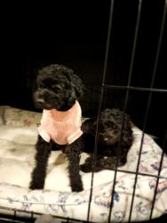 Reunited Female Dog last seen Near Jamaica Ave, Medford, NY 11763