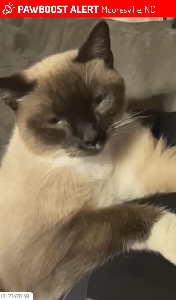 Lost Male Cat last seen Silver lining Road next to Cornelius Park, Mooresville, NC 28117