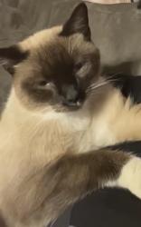 Lost Male Cat last seen Silver lining Road next to Cornelius Park, Mooresville, NC 28117