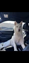 Reunited Male Dog last seen Beverly Rd, South Huntington, NY 11746, USA, South Huntington, NY 11746