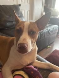 Reunited Male Dog last seen Jason drive Milton Florida, Milton, FL 32570