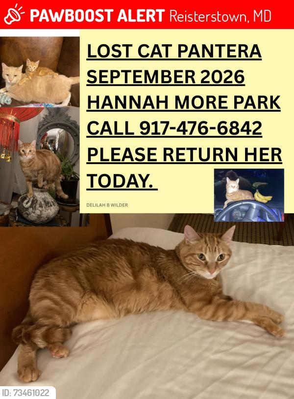 Lost Female Cat last seen Hannah More Park, Reisterstown, MD, Reisterstown, MD 21136